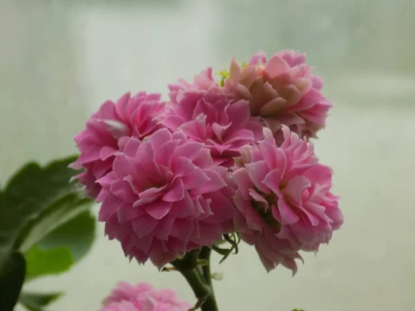 Kalanchoe Blossfeldiana Poelln Вид Багаторічних Соковитих Рослин — стокове фото