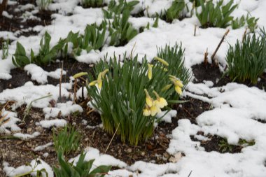 Narcissus, Narcissus, Marcis (Narcissus)