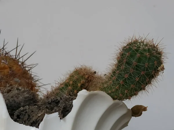 Kaktus Cactaceae Familj Saftiga Växter Ordningen Caryophyllales — Stockfoto