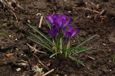 Safran (lat. Crocus (