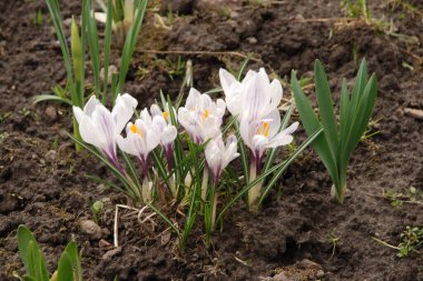 Safran (lat. Crocus (