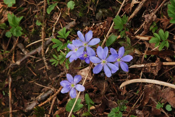 Snowdrops 科の草本植物の属 Asparageace — ストック写真