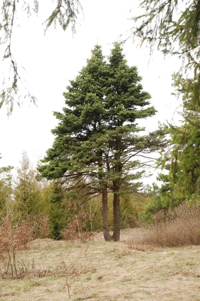 Nadelwald Den Hängen — Stockfoto