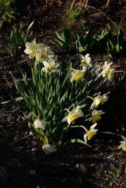Narcissus, Narcissus, Marcis (Narcissus)