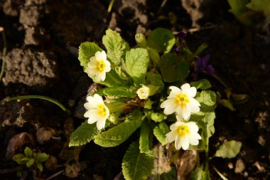 Çuha çiçeği, tavuk körlüğü, çuha çiçeği.