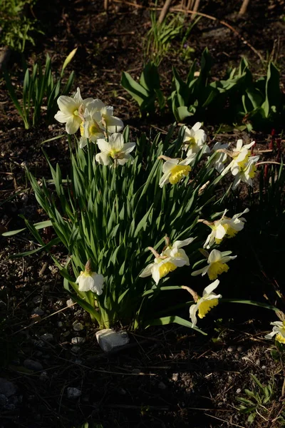 Narcissus Narcissus Marcis Narcissus — 스톡 사진