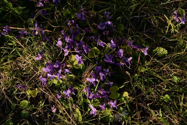 春の階級 春のエンドウ豆 Lathyrus Verus Bernh — ストック写真