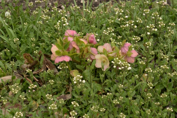 Helleborus Rosa Invierno Rosa Navidad Rosa Nieve — Foto de Stock