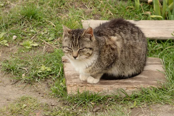 猫や猫の猫 ラテン語 Felis Silvestris Catus 親戚の猫の野生 — ストック写真