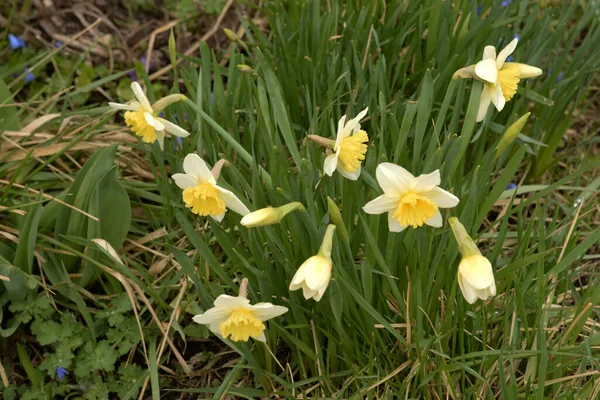 Narcissus, Narcissus, Marcis (Narcissus)