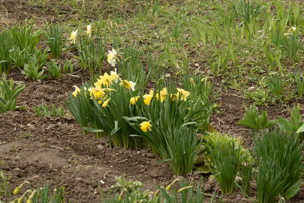 Narcissus, Narcissus, Marcis (Narcissus)