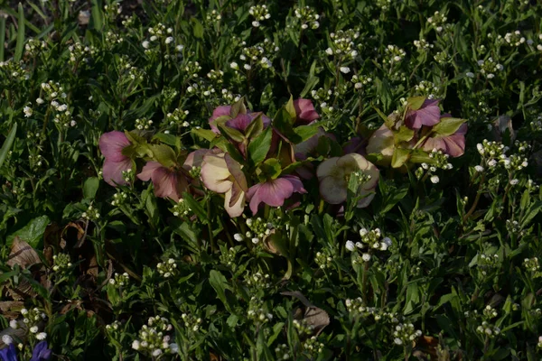 Helleborus, winter rose, Christmas rose, snow rose