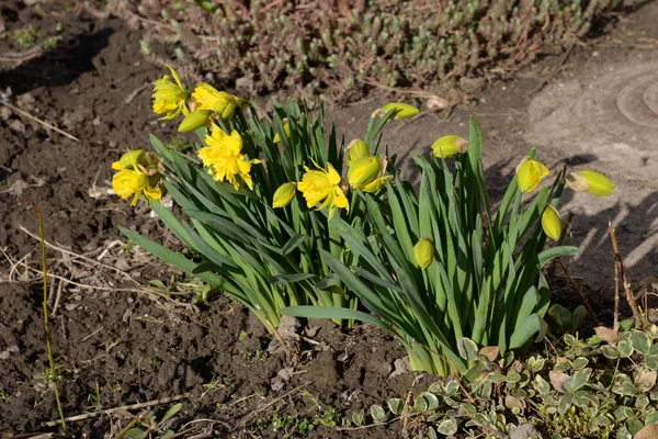 Narcissen Narcissen Marcissen Narcissen — Stockfoto