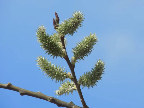 Tomurcuklu Söğüt Dalı Keçi Söğüdü Bataklık Söğüt Ağacı — Stok fotoğraf
