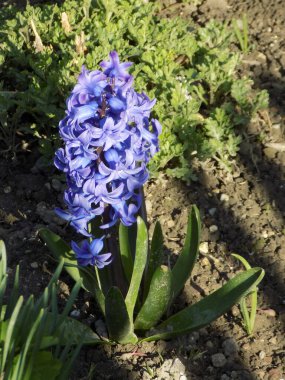 Hyacinth (lat. Hyacnthus, Asparagaceae familyasından bir bitki cinsidir..          