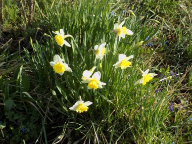 Narcissus, Narcissus, Marcis (Narcissus)