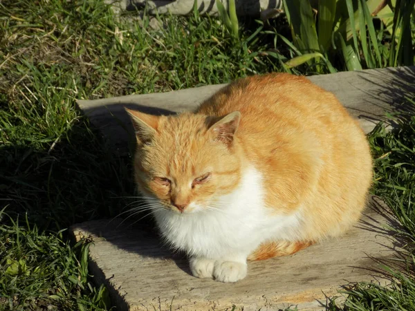 Gato Gato Gato Gato Felis Silvestris Catus Latim Bem Como — Fotografia de Stock