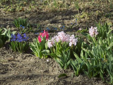 Hyacinth (lat. Hyacnthus, Asparagaceae familyasından bir bitki cinsidir..