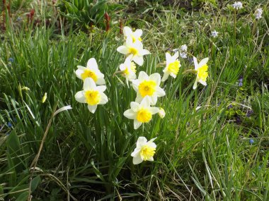Narcissus, Narcissus, Marcis (Narcissus)          