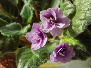 Palmaceae (Lat. Arecaceae, tek oktavlı sınıfından bir odunsu bitki familyasıdır.