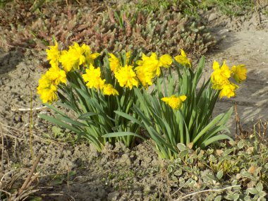 Narcissus, Narcissus, Marcis (Narcissus)