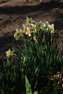 Narcissus, Narcissus, Marcis (Narcissus)