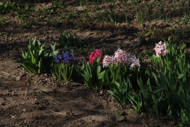 Hyacinth (lat. Hyacnthus, Asparagaceae familyasından bir bitki cinsidir..