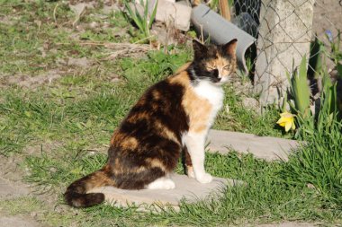 Kedi kedisi (Latince Felis Silvestris catus), kedigiller (Felis) familyasından bir kedi türü.).