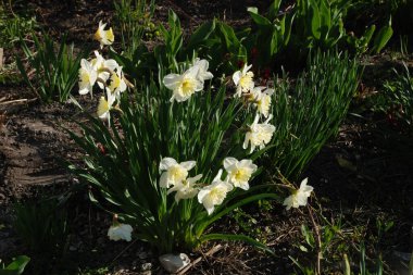 Narcissus, Narcissus, Marcis (Narcissus)
