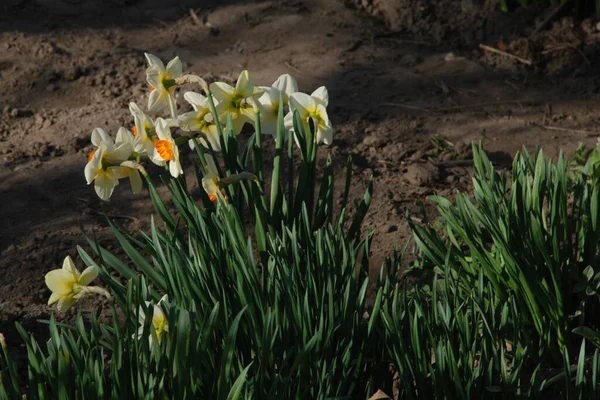 Narcissus Narcissus Marcis Narcissus — Stockfoto