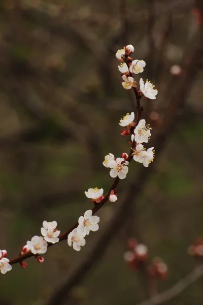 Frühjahrsblühende Bäume Aprikose Aprikose Stange Morchel Blüte Blüte — Stockfoto