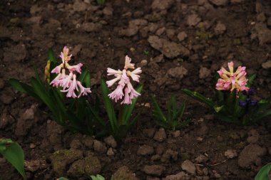 Hyacinth (lat. Hyacnthus, Asparagaceae familyasından bir bitki cinsidir..