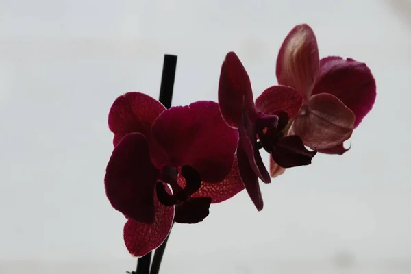 Zozuliantsev Orchidaceae Orchidaceae Homeland Monocotyledons Perennial Terrestrial Epiphytic Tropics Herbaceous — Stock Photo, Image