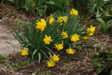 Narcissus, Narcissus, Marcis (Narcissus)