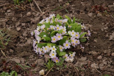 Çuha çiçeği, tavuk körlüğü, çuha çiçeği.