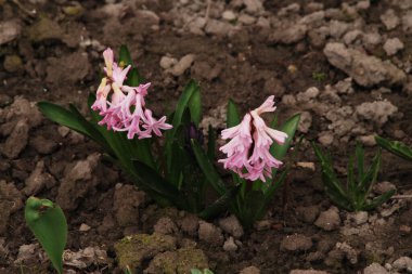 Hyacinth (lat. Hyacnthus, Asparagaceae familyasından bir bitki cinsidir..