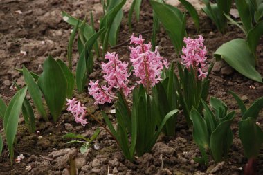 Hyacinth (lat. Hyacnthus, Asparagaceae familyasından bir bitki cinsidir..