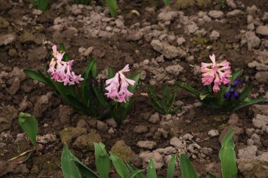 Hyacinth (lat. Hyacnthus, Asparagaceae familyasından bir bitki cinsidir..