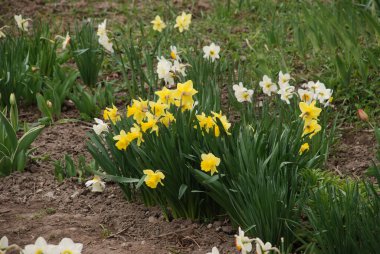 Narcissus, Narcissus, Marcis (Narcissus)