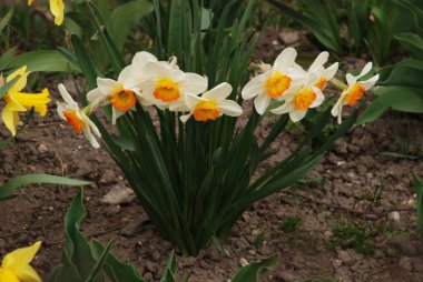 Narcissus, Narcissus, Marcis (Narcissus)