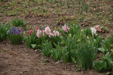 Hyacinth (lat. Hyacnthus, Asparagaceae familyasından bir bitki cinsidir..