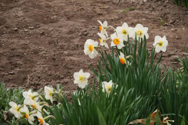 Narcissus, Narcissus, Marcis (Narcissus)