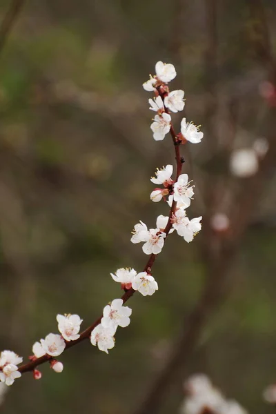 Frühjahrsblühende Bäume Aprikose Aprikose Stange Morchel Blüte Blüte — Stockfoto