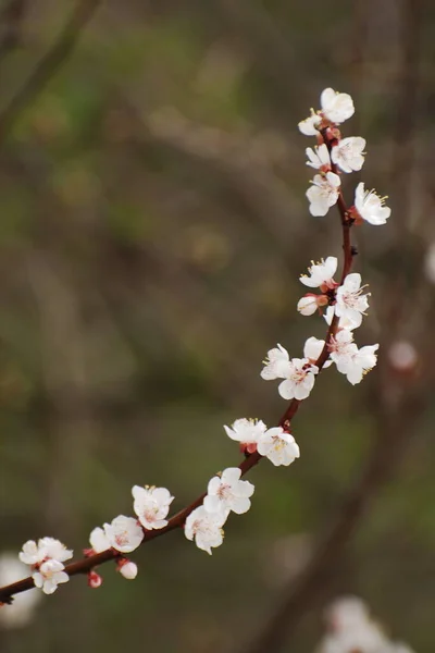 春天开花的树 护山河 — 图库照片