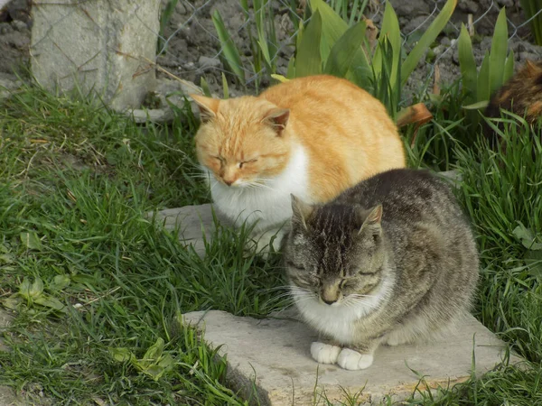 Due Gatti Tre Gatti Gatto Del Gatto Gatto Del Gatto — Foto Stock