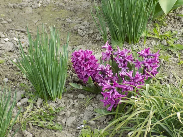 Hyacinth (lat. Hyacnthus, Asparagaceae familyasından bir bitki cinsidir..