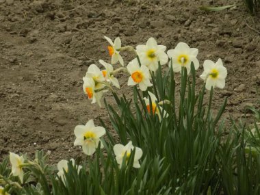 Narcissus, Narcissus, Marcis (Narcissus)