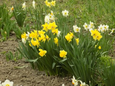 Narcissus, Narcissus, Marcis (Narcissus)