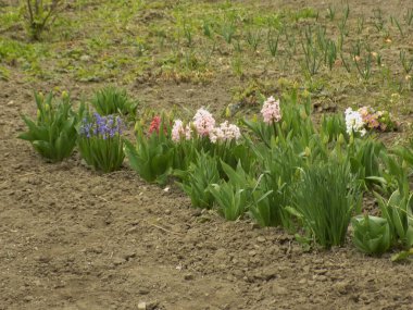 Hyacinth (lat. Hyacnthus, Asparagaceae familyasından bir bitki cinsidir..
