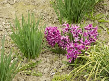 Hyacinth (lat. Hyacnthus, Asparagaceae familyasından bir bitki cinsidir..
